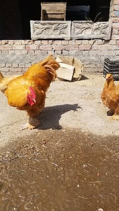 Golden heavy buff Fertile eggs /Chicks