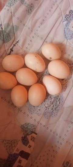 aseel mianwali fertile eggs