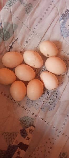 aseel mianwali fertile eggs 0