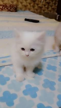 Persian Kitten