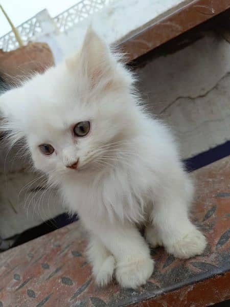 Persian Kitten 3