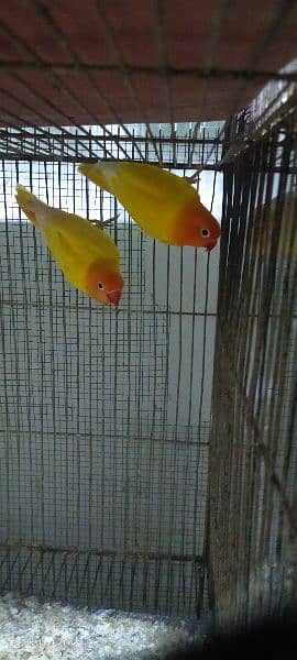 love birds and java ,lady goldian adult male 5