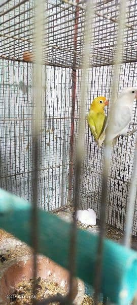 love birds and java ,lady goldian adult male 6