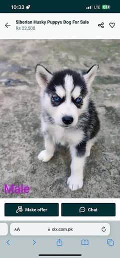 Puppy for best sale sale olx