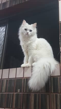 Persian White Female cat Odd eyes