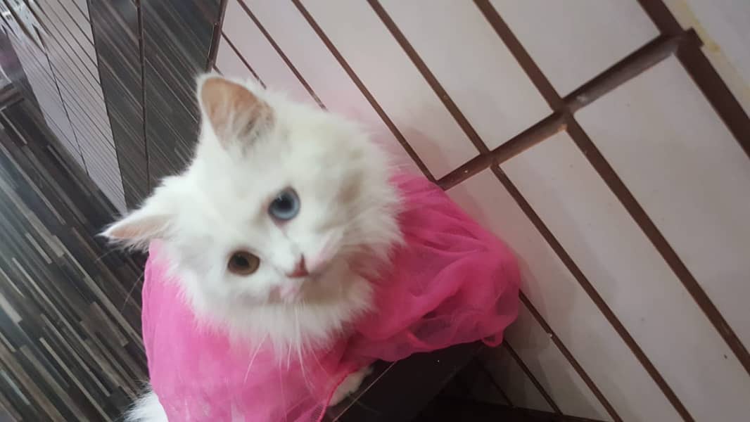 Persian White Female cat Odd eyes 1