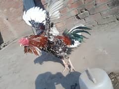 Mianwali aseel ,chick and desi