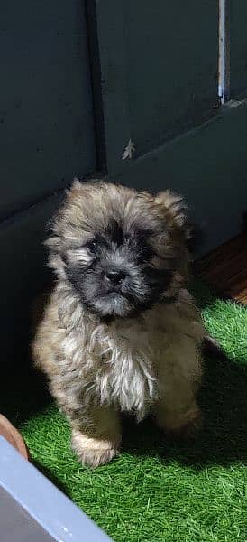 Shih Tzu Puppy Available for Sale 0