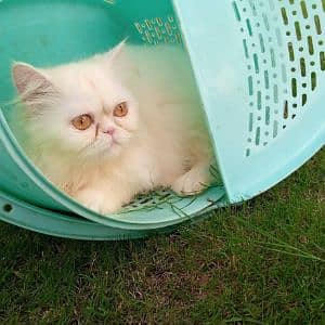 cat lover