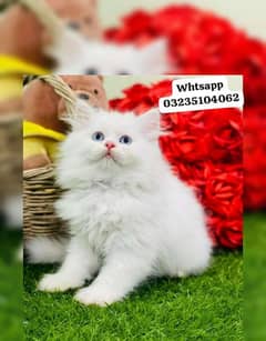 Pure white Persian Blue eyes | triple long coated kitten | Persian cat