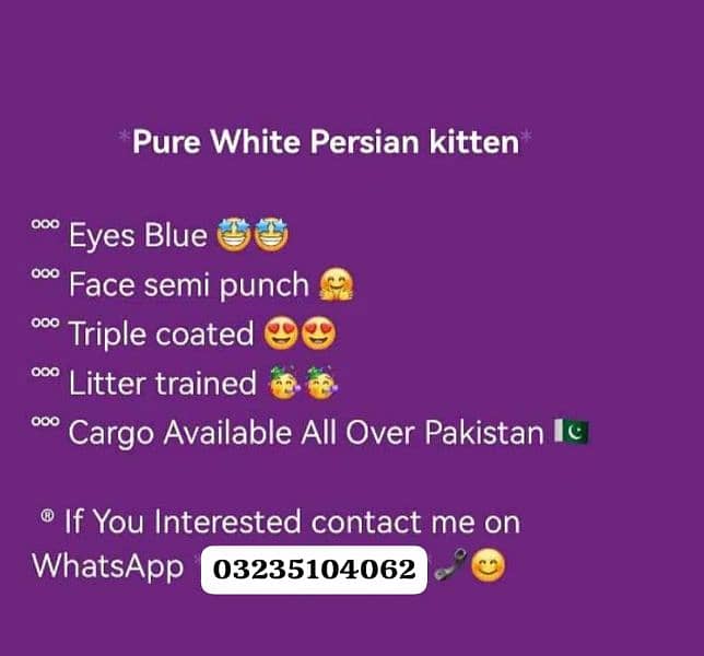 white color Persian kitten | triple long coated | Persian cat for sale 7