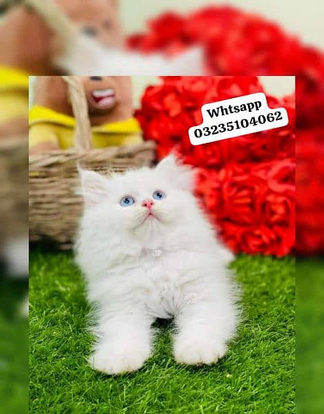 white color Persian kitten | triple long coated | Persian cat for sale 6