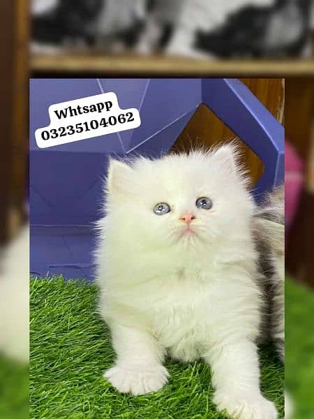 white color Persian kitten | triple long coated | Persian cat for sale 3