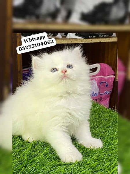 white color Persian kitten | triple long coated | Persian cat for sale 2