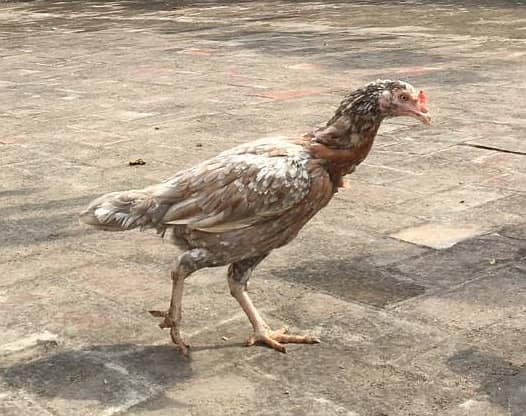 Golden Brown Aseel hen and cock for sale 0