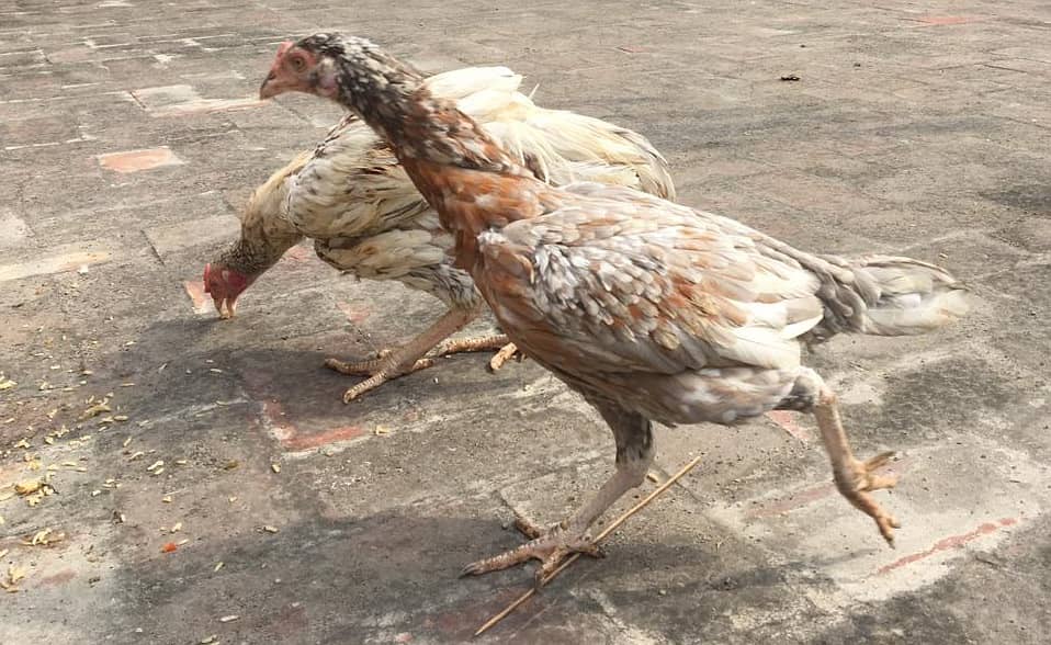 Golden Brown Aseel hen and cock for sale 1