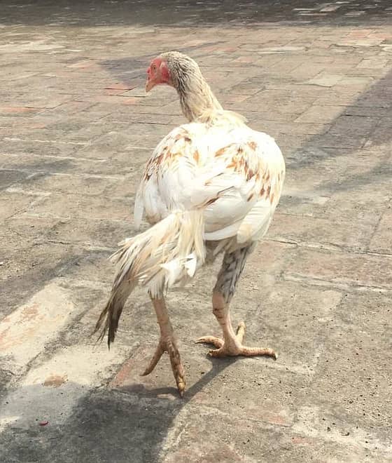 Golden Brown Aseel hen and cock for sale 2