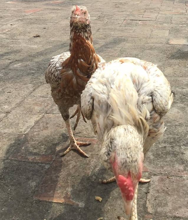 Golden Brown Aseel hen and cock for sale 3