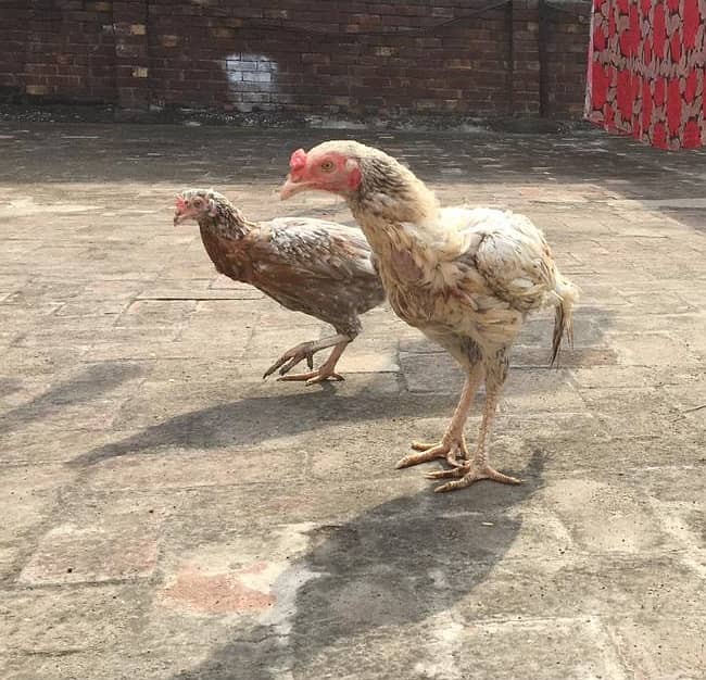 Golden Brown Aseel hen and cock for sale 4
