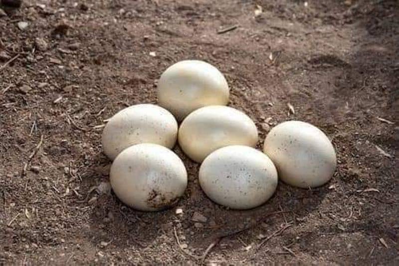 Ostrich Fresh EGGs Nd Chick's Available 1