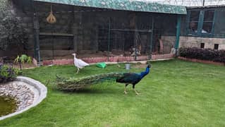 peacoks pair, very rare female