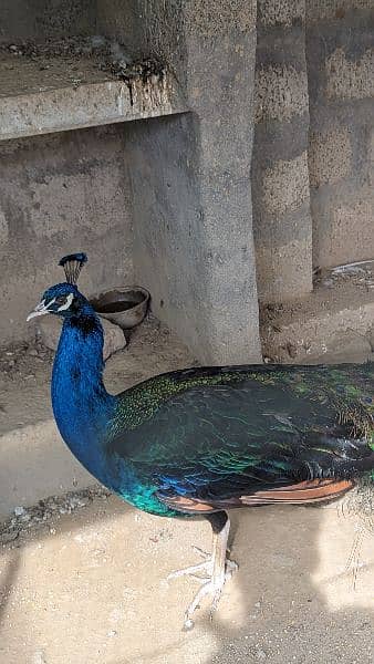peacoks pair, very rare female 2