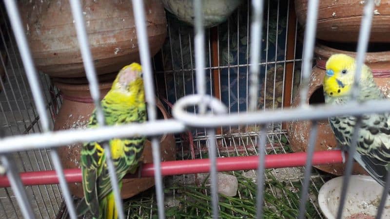 healthy and active budgies breader ready to locate new location 1
