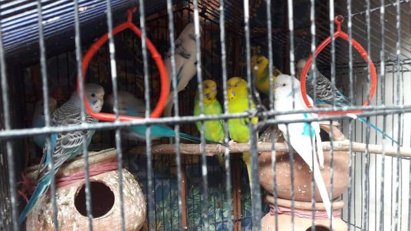 healthy and active budgies breader ready to locate new location 2