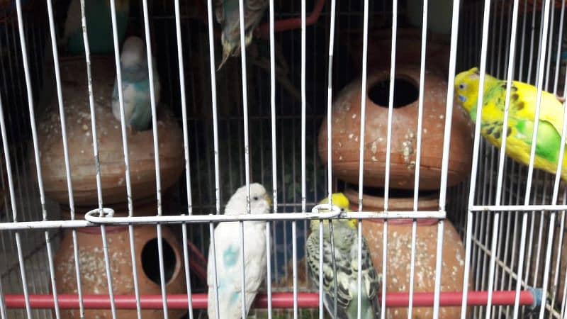 healthy and active budgies breader ready to locate new location 3