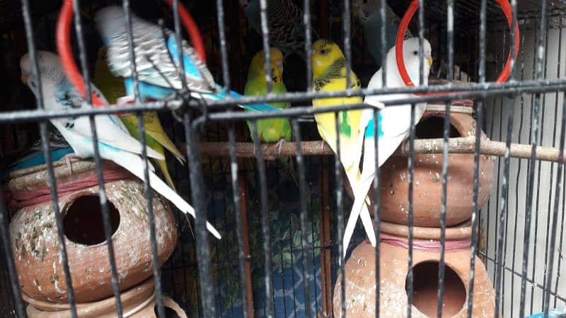 healthy and active budgies breader ready to locate new location 4