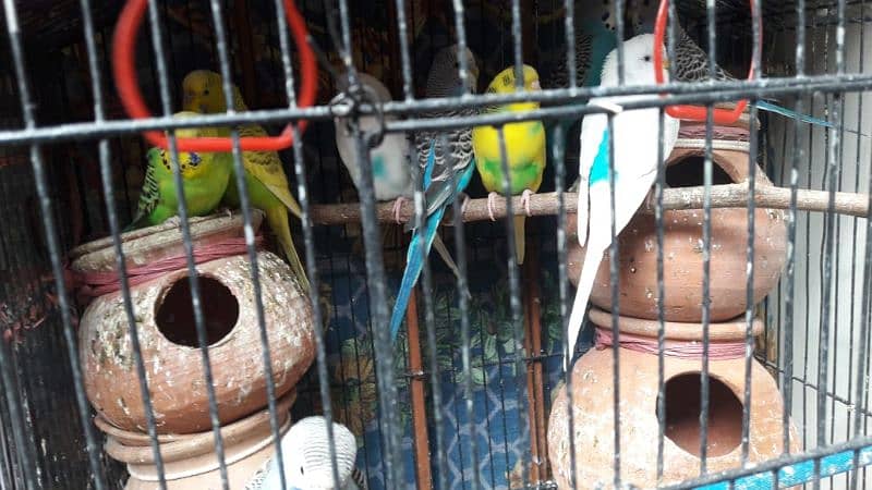 healthy and active budgies breader ready to locate new location 5