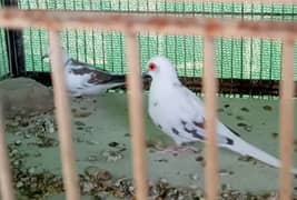 BREEDER Dimond Pied Dove & chicks