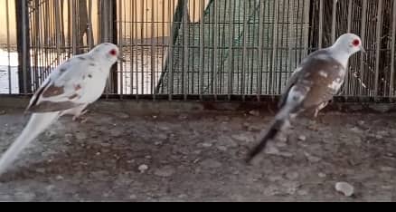 BREEDER Dimond Pied Dove & chicks 1