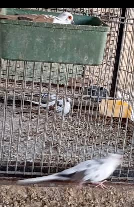 BREEDER Dimond Pied Dove & chicks 2