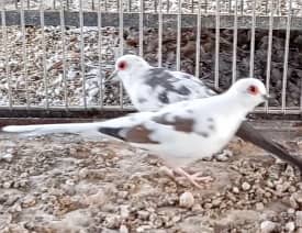 BREEDER Dimond Pied Dove & chicks 8