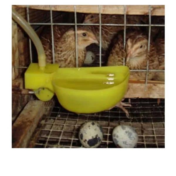 NNB fancy poultry  incubator, brooder , birds , poultry  accessory 18