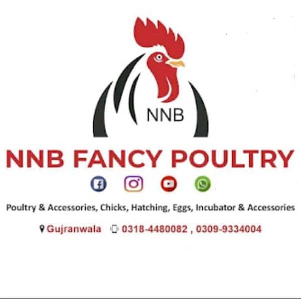 NNB fancy poultry  ,incubator, brooder , birds , poultry  accessory 0