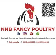 NNB fancy poultry incubator, brooder , birds , poultry  accessory