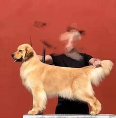 Golden retriever male for stud