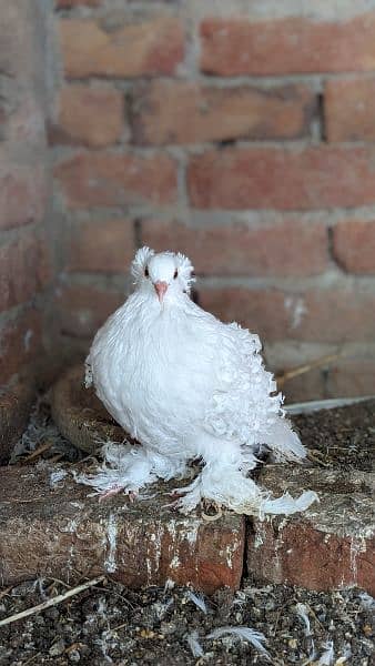 white frill back breeder pairs/ chicks 1