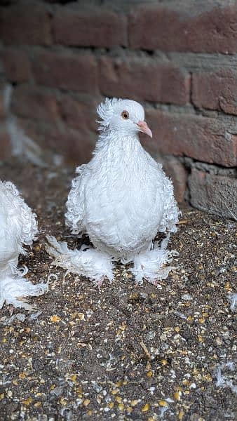 white frill back breeder pairs/ chicks 2