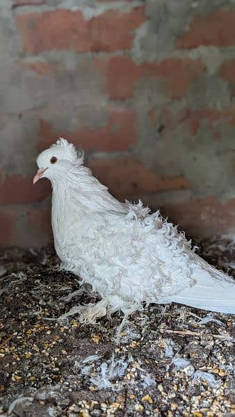 white frill back breeder pairs/ chicks 3