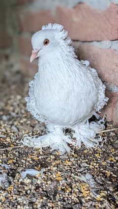 white frill back breeder pairs/ chicks