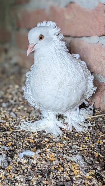 white frill back breeder pairs/ chicks 4