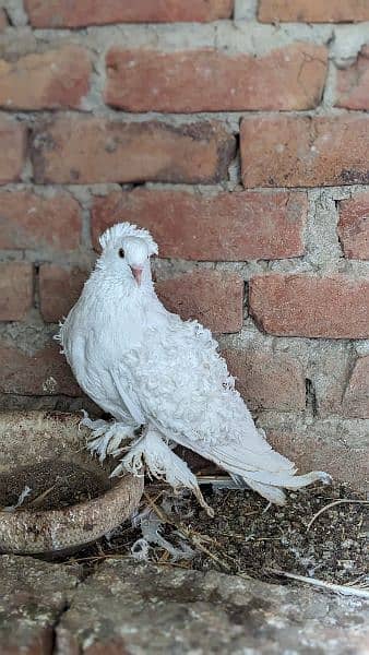 white frill back breeder pairs/ chicks 5