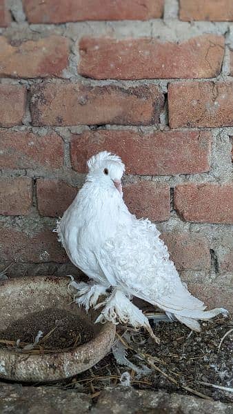 white frill back breeder pairs/ chicks 7