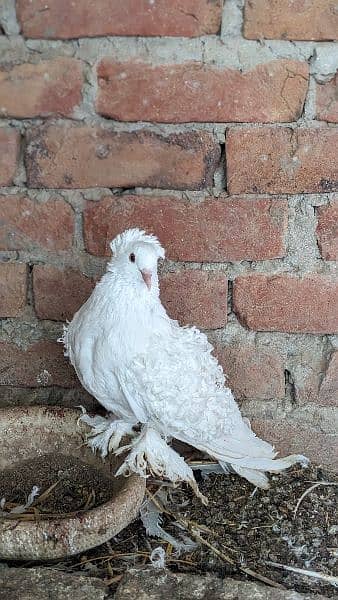 white frill back breeder pairs/ chicks 8