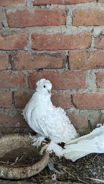 white frill back breeder pairs/ chicks 9