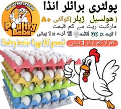 poultry broiler Eggs (1 paiti)