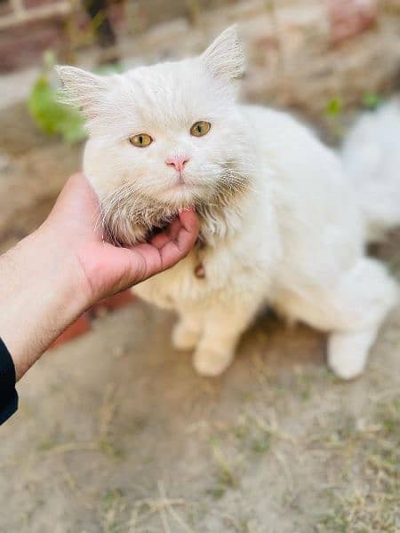 Beautiful Tripple Coat White Persian Male Cat 2